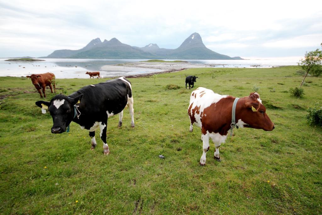 Topcamp Havblikk - Helgeland Nesna Ngoại thất bức ảnh
